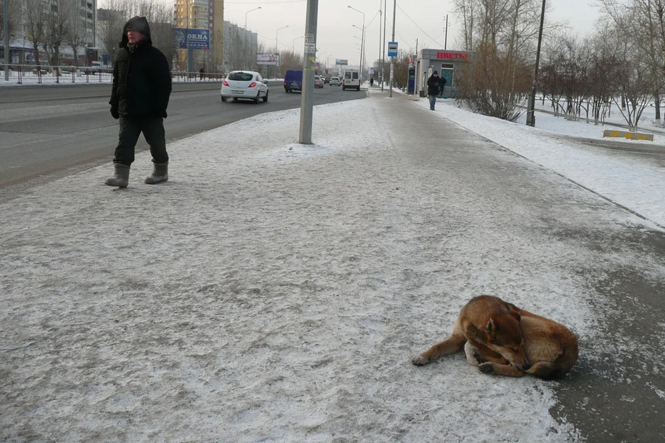 В Ноябрьске домашний шпиц умирал в судорогах после отравления мерзавцем-живодером