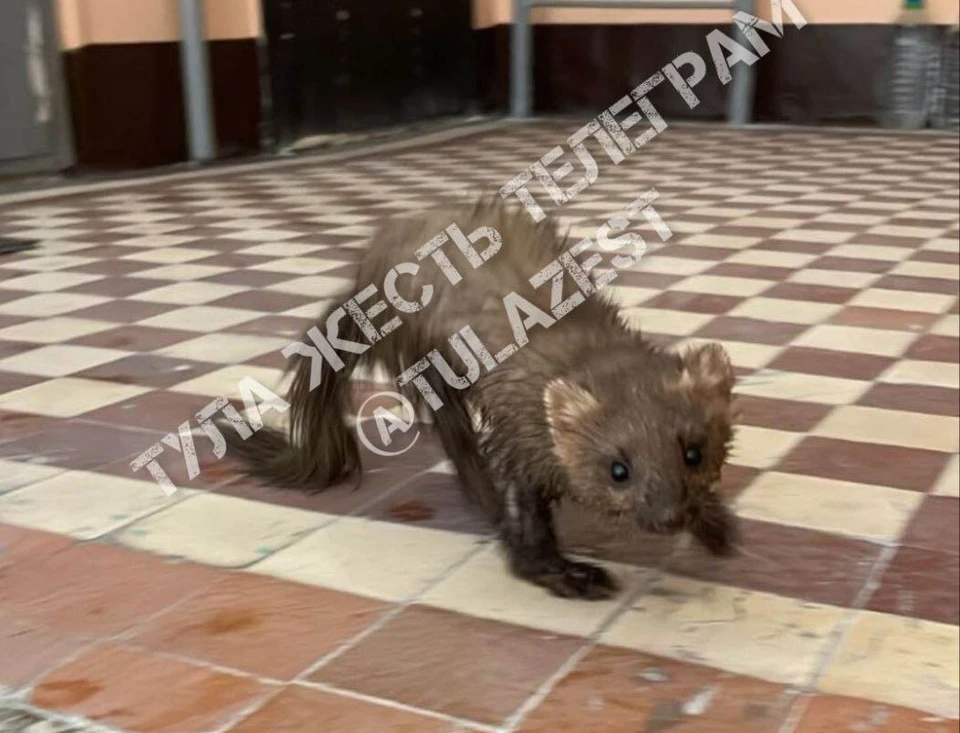 Ондатру нашли туляки в подъезде дома на улице Первомайской. Фото: "Тула Жесть".