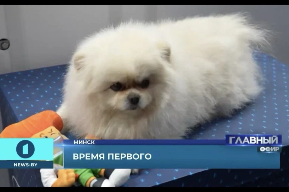 Лукашенко передал гостинцы, которая нарисовала его шпица Умку. Фото: скриншот с видео Первого информационного телеканала
