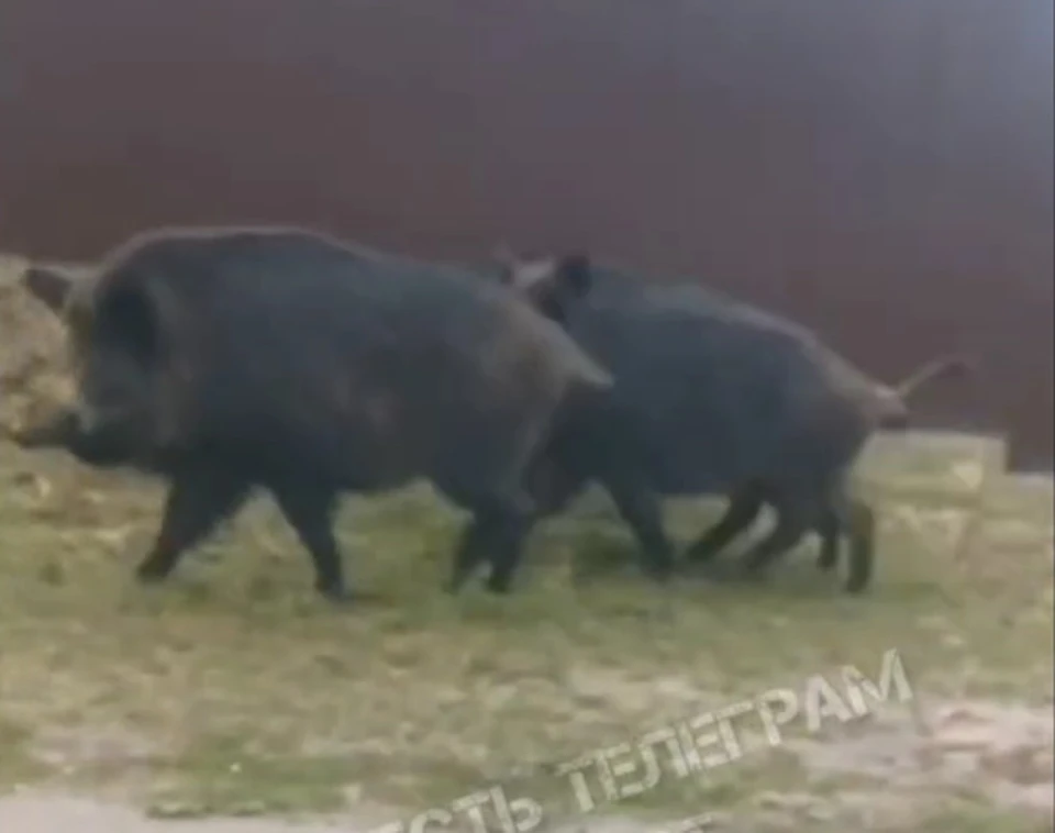 На окраине Тулы замечено разгуливающее по улице семейство кабанов