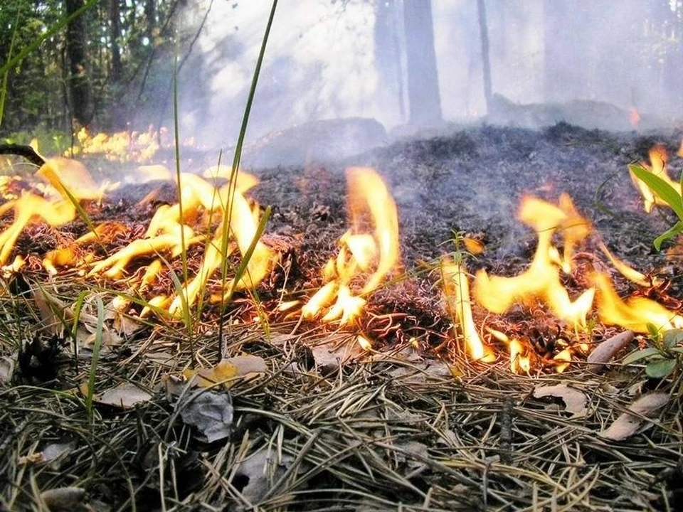 Лесные пожары грозят Кубани