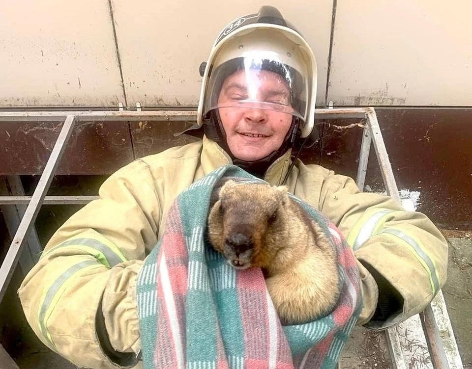 Сотрудник МЧС помог животному выбраться. Фото ГУ МЧС по Белгородской области