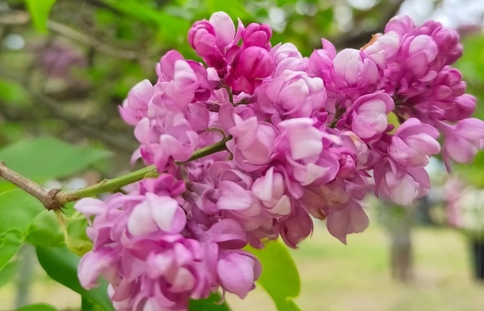 Фото: «Орловский Фестиваль цветущей сирени - 2025»