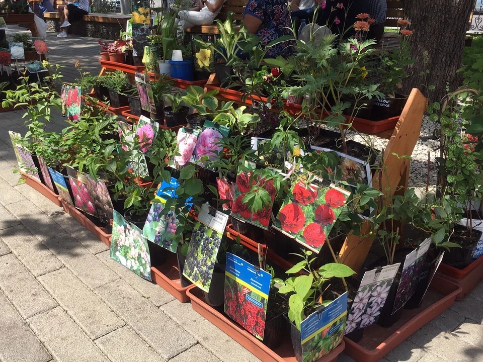 В центре Красноярска открывается выставка-продажа цветов. Фото: мэрия
