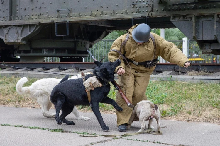 В Московской области пройдет военно-патриотический фестиваль «Фронтовая собака»
