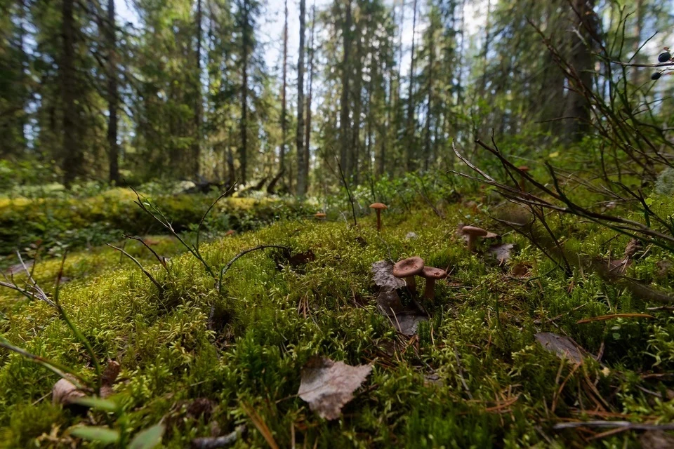За нарушение противопожарного режима в Крыму будут штрафовать на 40 тысяч рублей