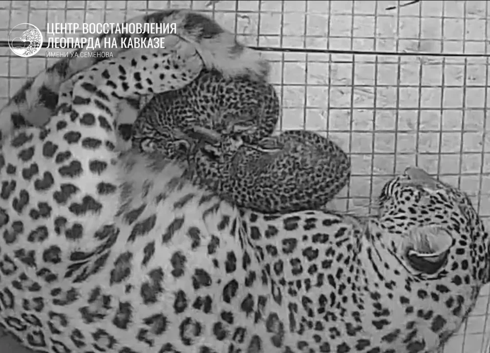 Фото: t.me/leopardcenter