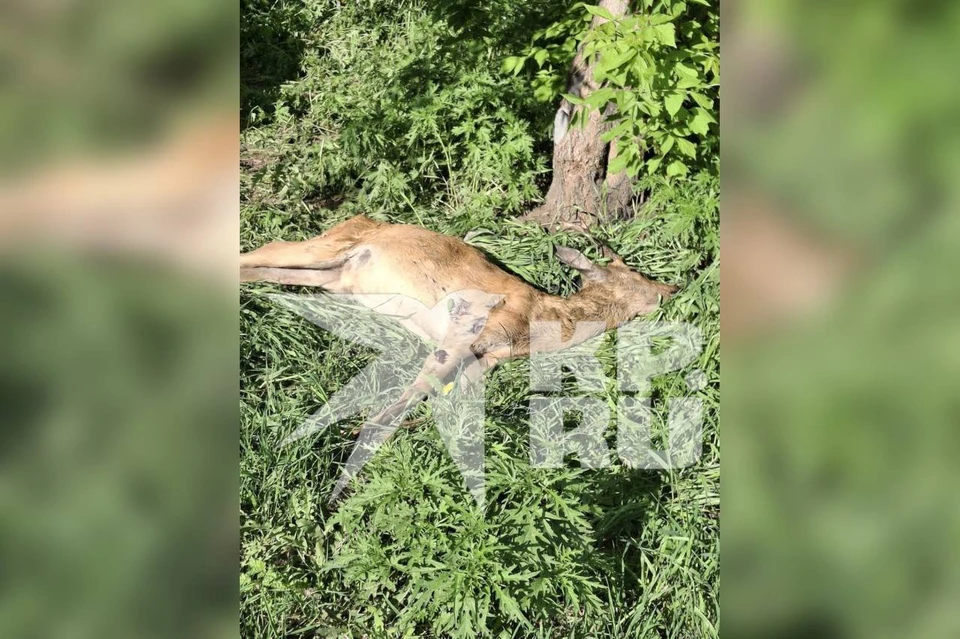 В Красноярске в кустах нашли мертвую косулю