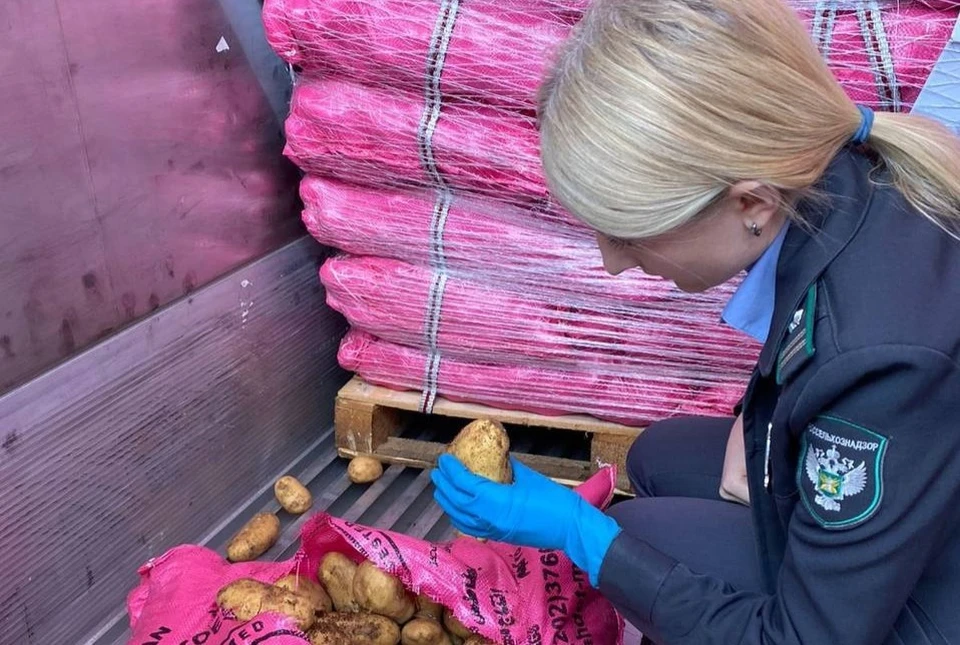 Картофель запрещен к ввозу Фото: пресс-служба Южного межрегионального управления Россельхознадзора