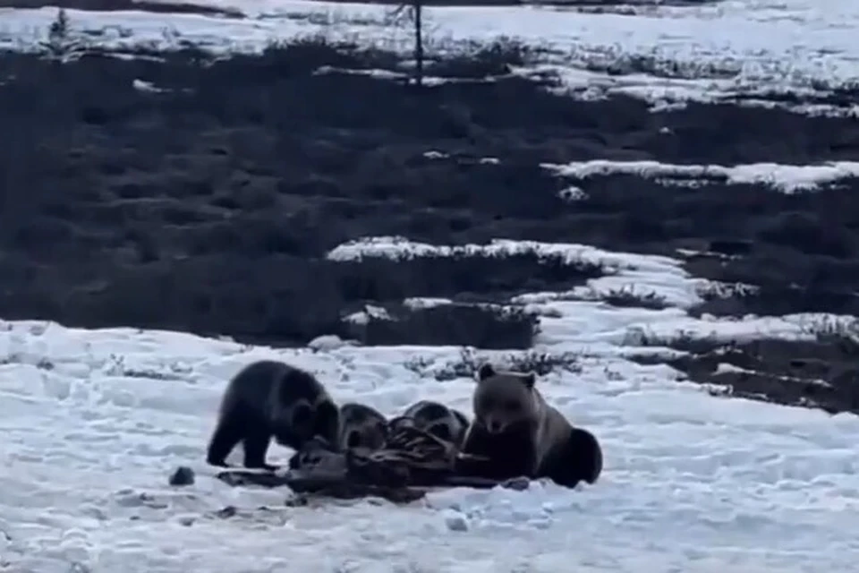 Медвежья семья за трапезой