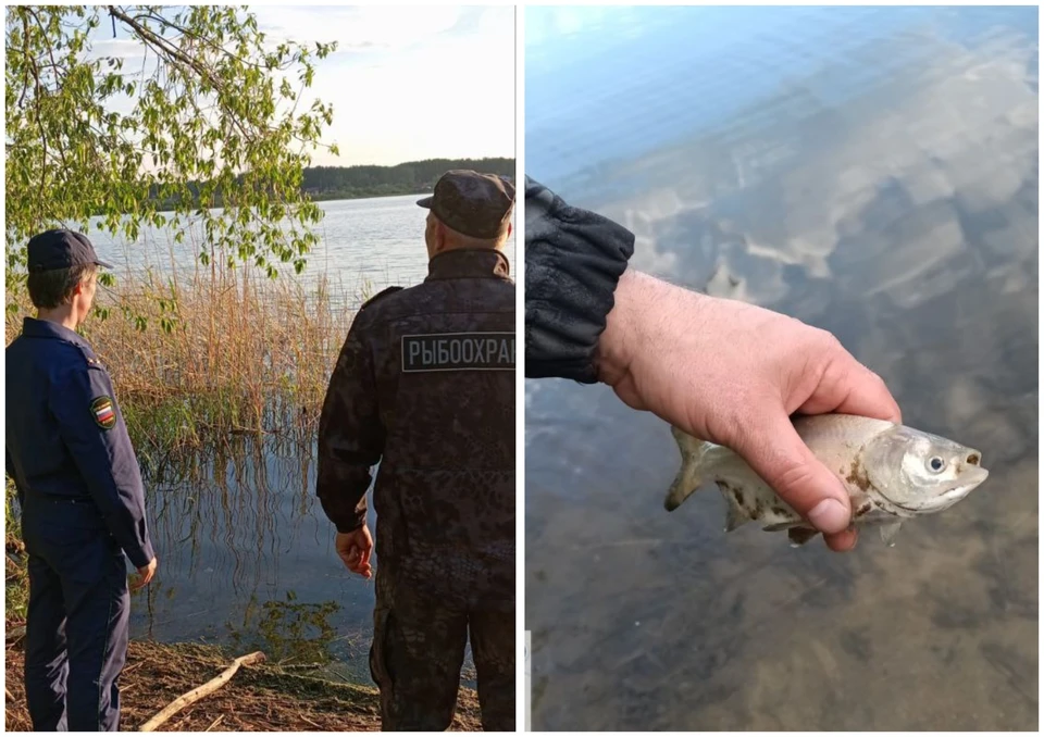Мертвую пелядь на берегу водоема заметили утром 26 мая. Фото: пресс-служба прокуратуры Челябинской области.