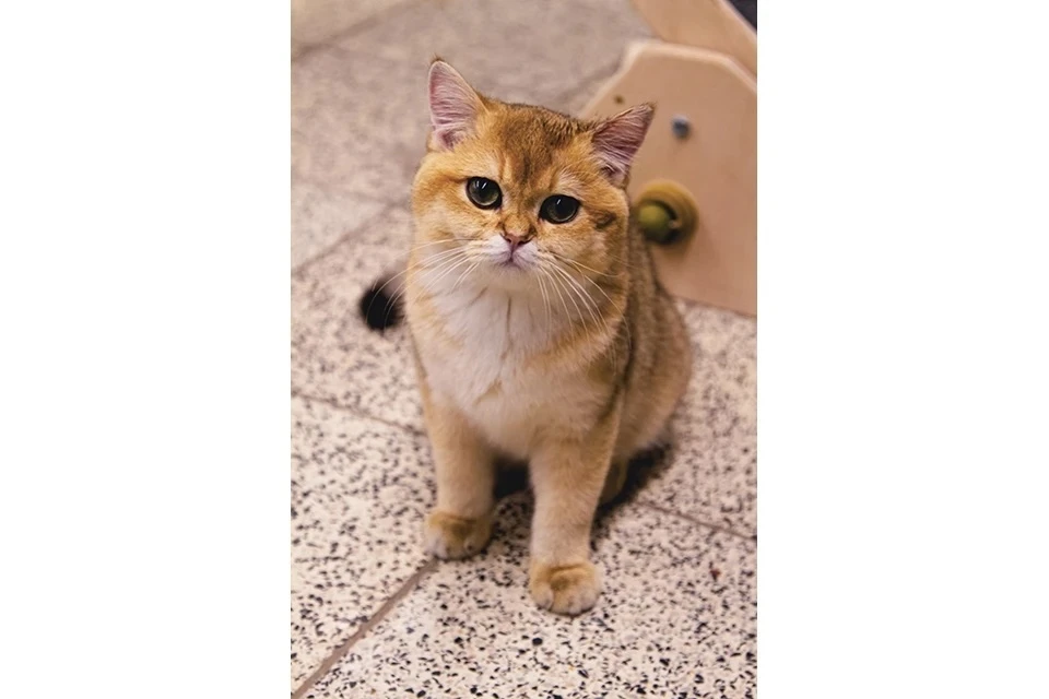 Удивительный котомир в Нижнем Новгороде