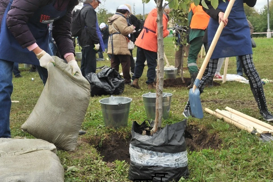 Только деревьев и кустарников было высажено около 350 тысяч единиц.