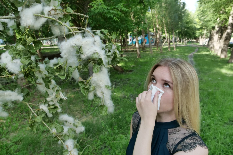 Тополиный пух появляется, когда цветение дерева подходит к концу