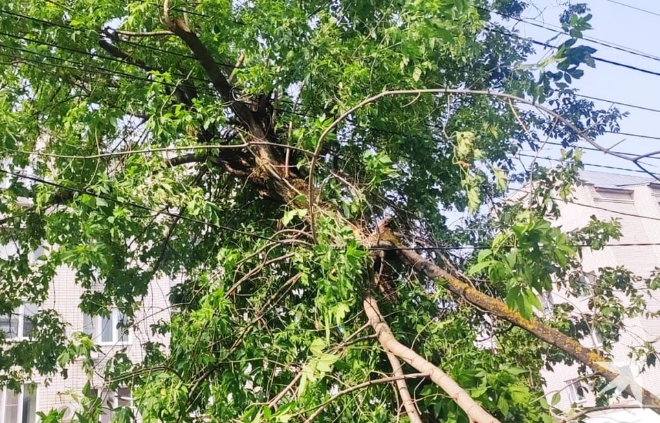 Опасная ситуация в Калуге: дерево угрожающе зависло на проводах.