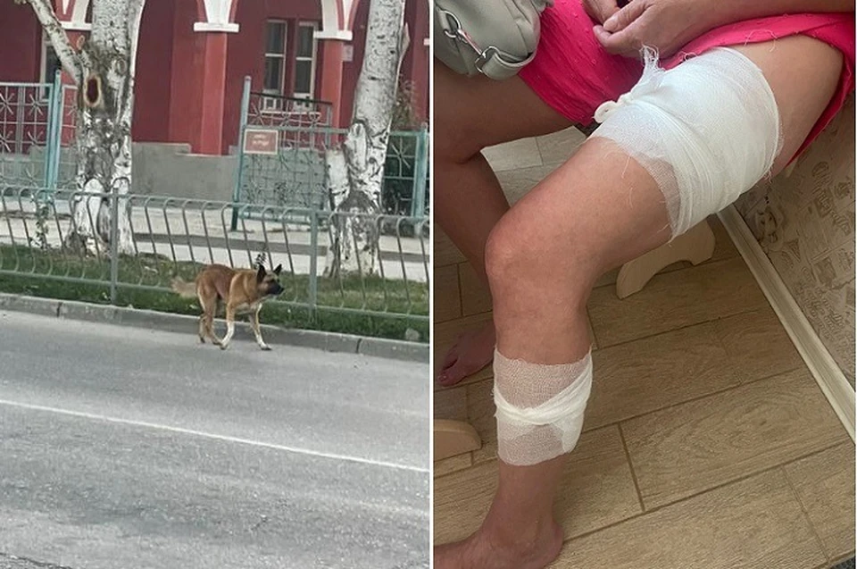 В Феодосии на женщину накинулся бродячий пес. Фото: читательница КП