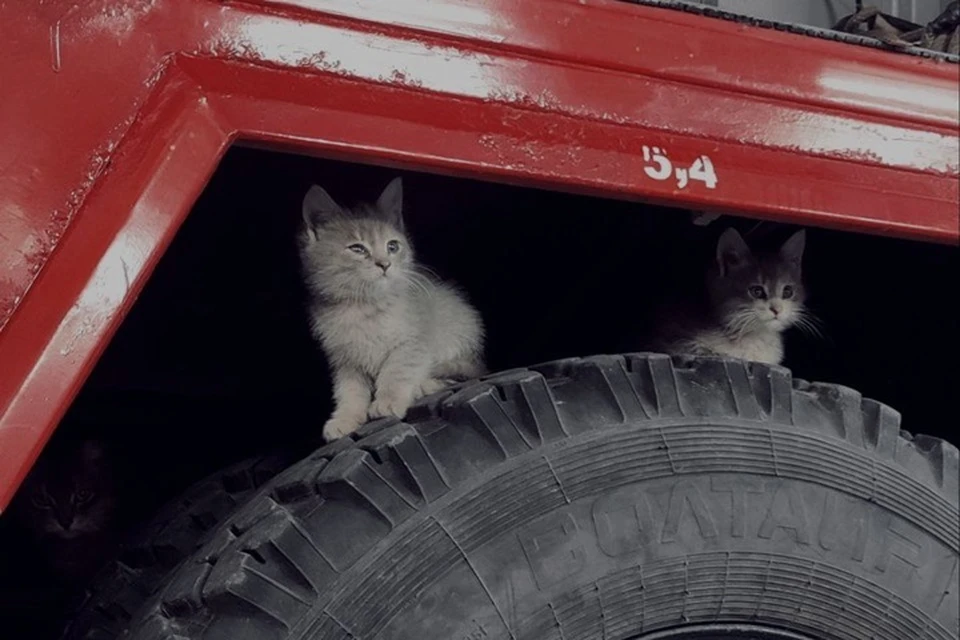 Коты являются настоящим талисманом для пожарных.