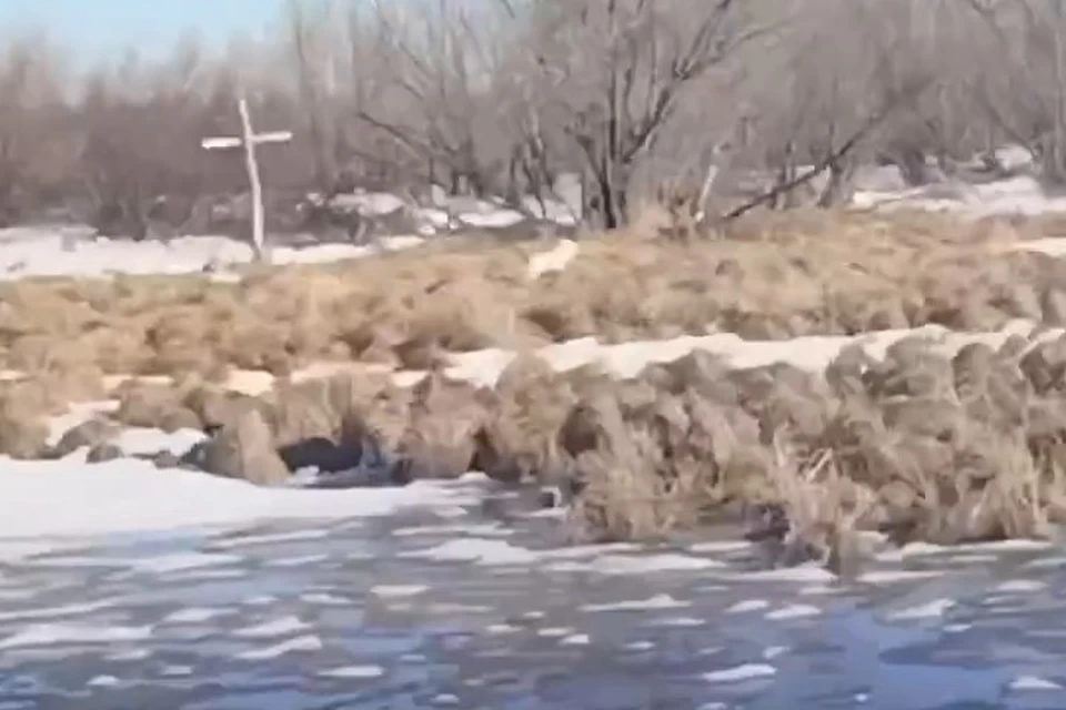 Зайцы несутся вдоль берега, чтобы впечатлить зайчиху
