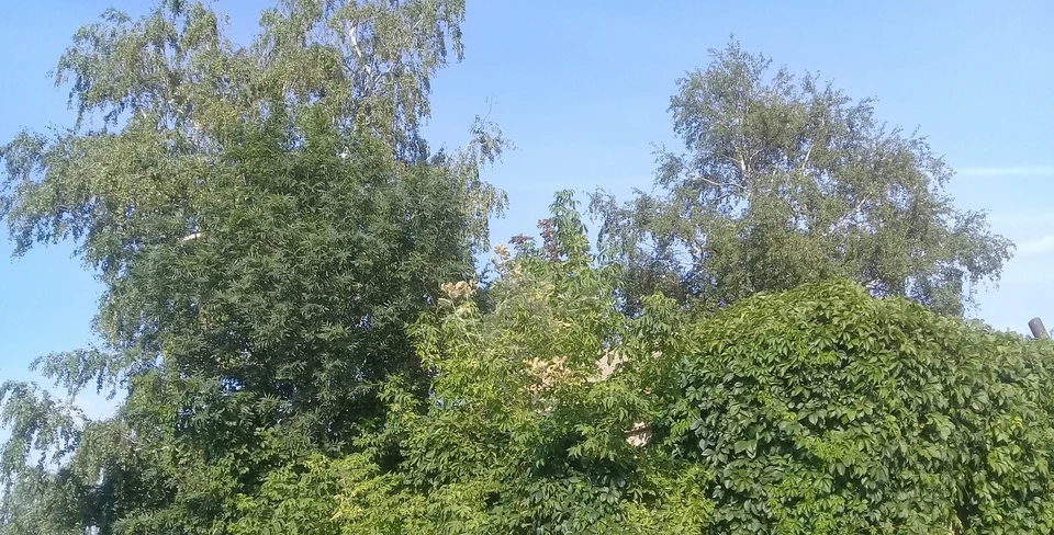 В Белгороде днем возможны порывы до 17 м/с.