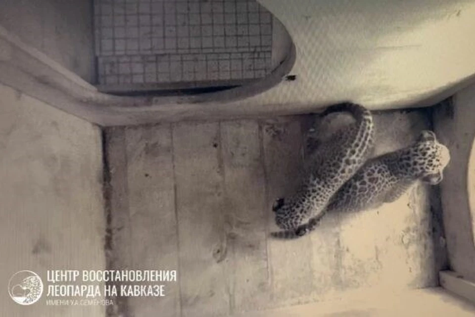 В Сочи котята леопарда впервые выбрались из логова. Фото: t.me/leopardcenter