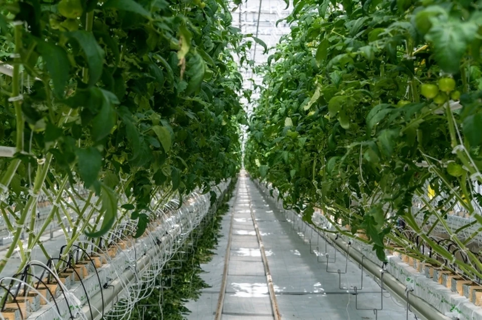 В Новосибирской области планируют увеличить объем экспорта аграрной продукции