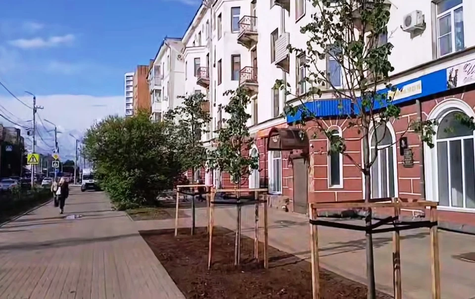 Калуга расширяет зелёные зоны: новые деревья появились на центральных улицах.