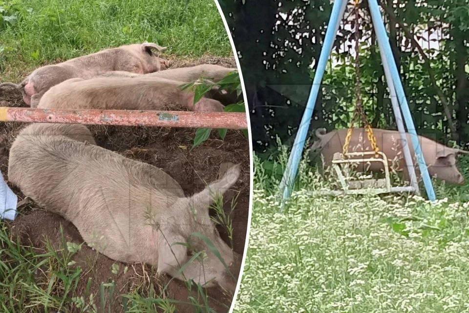 Свиньи спят на детских площадках и пугают детей. Фото: читатели «КП»