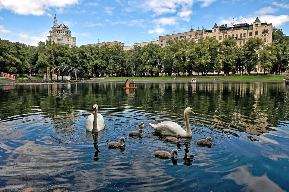Шесть маленьких пушистых птенцов впервые высидели лебеди на Патриарших прудах.