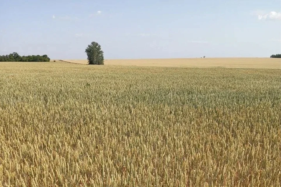 Урожай озимых в ДНР полностью обеспечит потребность Республики в собственных семенах. Фото: Филиал «Донецкий» Россельхозцентра