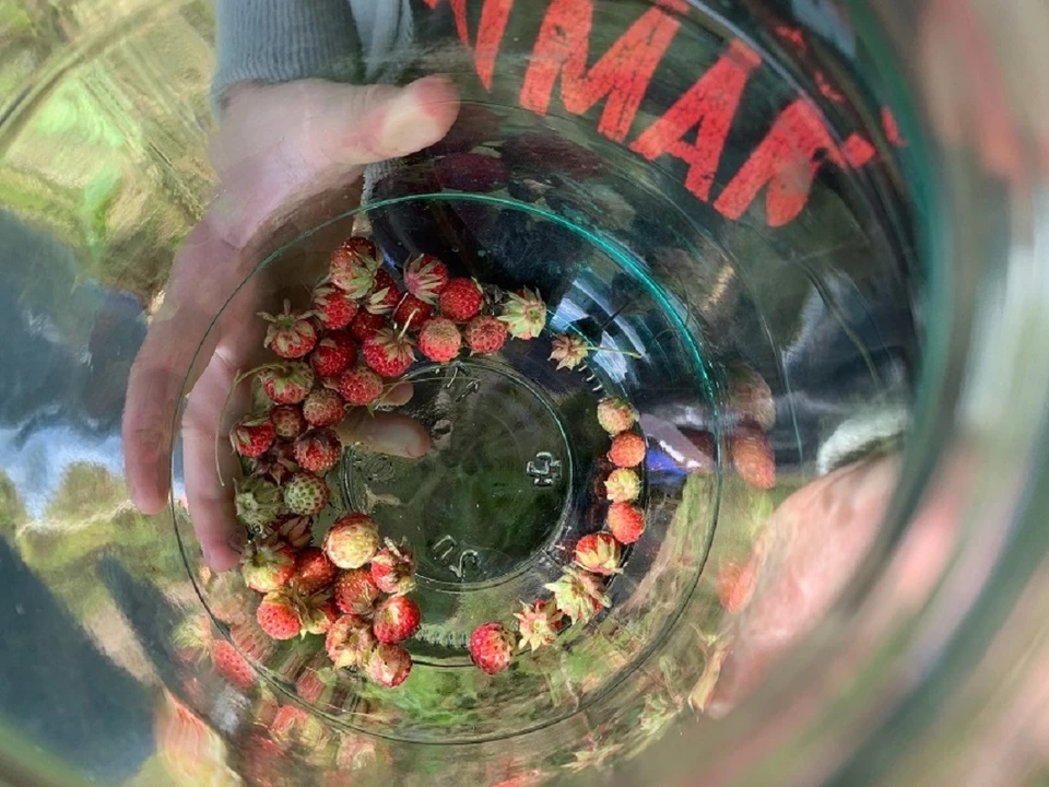 Фото: vk.com/omskmushroom