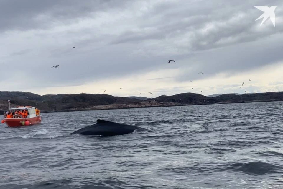 Наблюдение за китами порой приводит к травмированию морских животных.