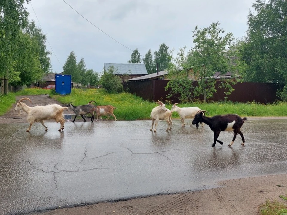 «Чувствуем себя беспомощными»: общественницы Троицко-Печорска не могут найти общий язык с хозяевами коз. Фото: «Заря Припечорья».