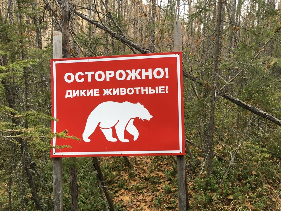 Опасных хищников видели даже около Казани и Набережных Челнов.