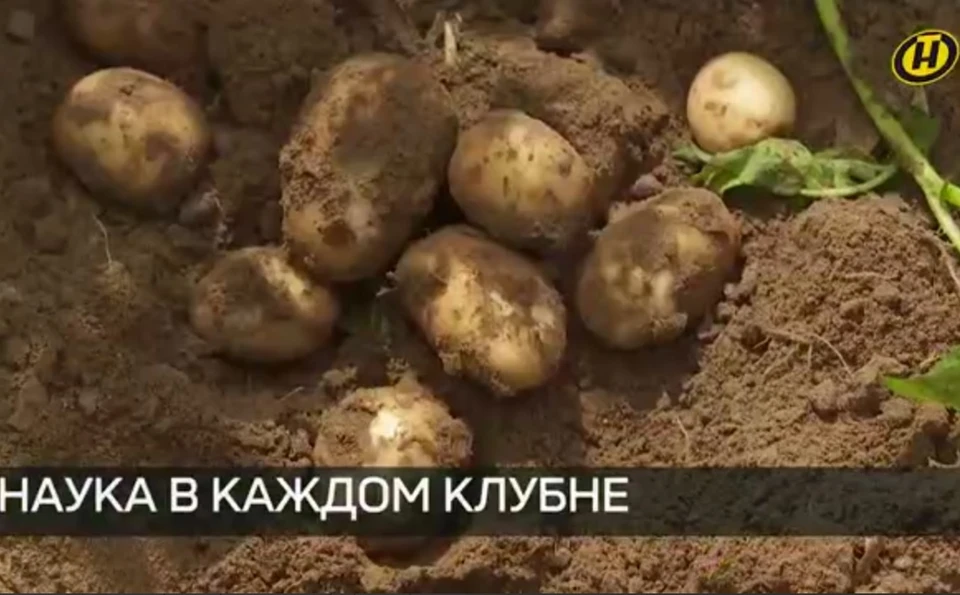 В Беларуси выводят картошку, которая была бы устойчива к болезням. Фото: стоп-кадр | видео ОНТ.