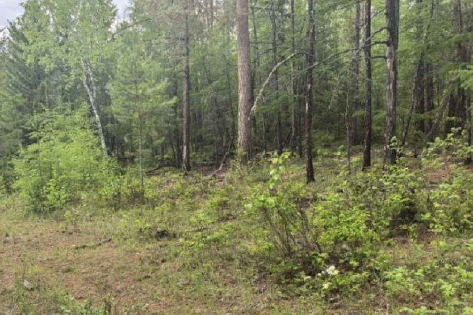 В Алданском районе вахтовик заблудился в лесу во время сбора грибов. Фото: служба спасения Якутии