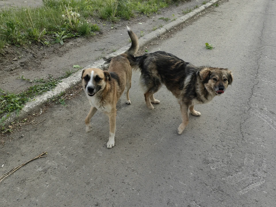 В Старом Крыму бродячие собаки напали на детей.