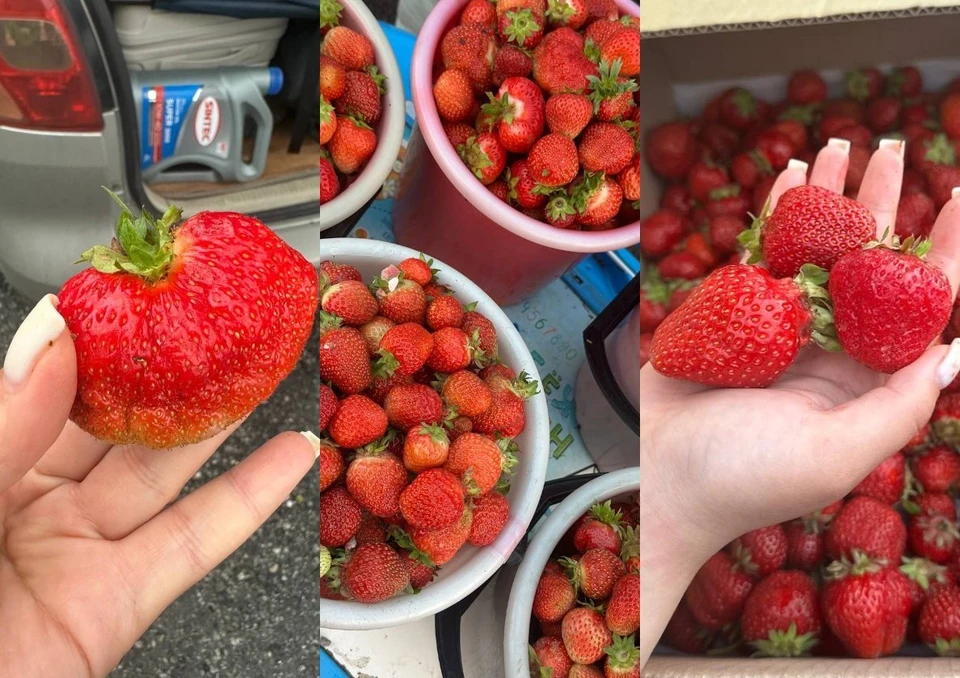 Байкальскую клубнику продают в Иркутске за 1500 руб/кг.
