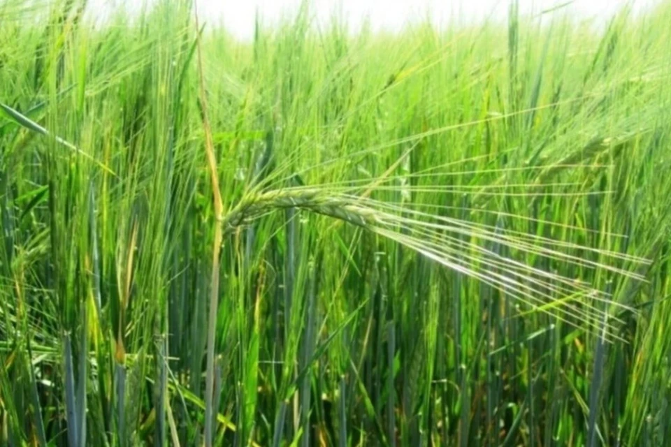 Алтайскую продукцию закупают во Вьетнаме, Китае и других странах