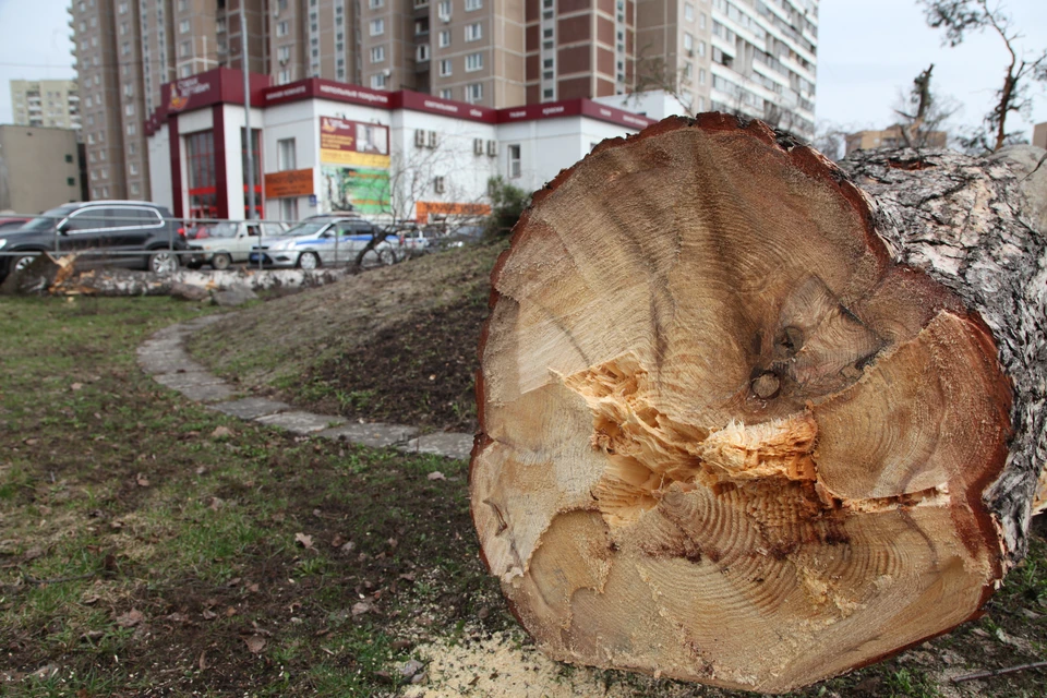 Противоправные действия наносят вред экологии.