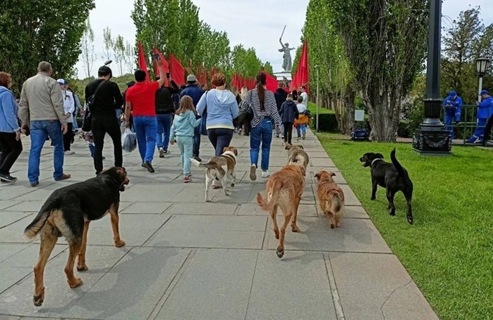 Проблему бродячих собак может решить новый законопроект.