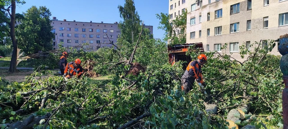 Могилев завалило деревьями после урагана 10 июля. На их расчистке уже восемь дней работают три тысячи человек. Фото: "Минлесхоз".