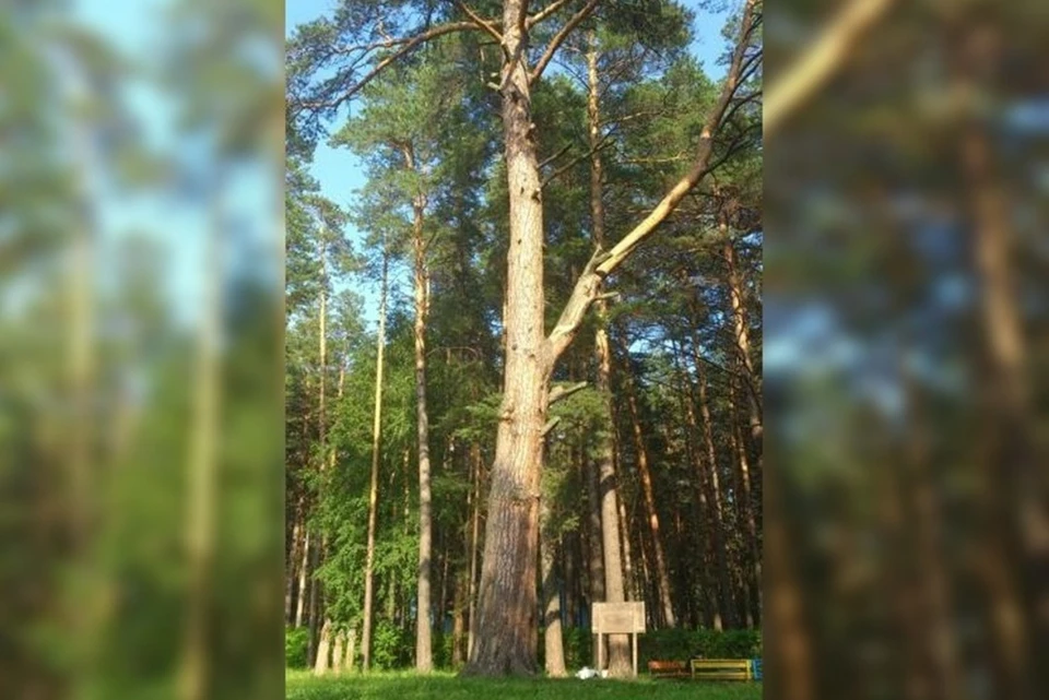 326-летнюю сосну из-под Новосибирска сделали участницей конкурса «Дерево года». Фото: treeportal.ru
