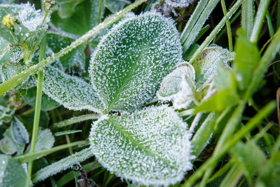 В Новосибирской области по ночам температура будет опускаться до +4 градусов.