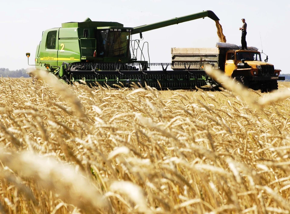 Уборку ранних зерновых в Воронежской области планируют завершить в конце первой декады августа.