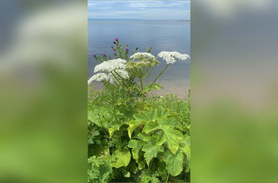 Степень опасности борщевика для человека реальна, но преувеличена. Фото: Ботсад Владивостока