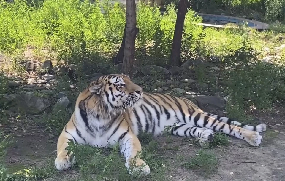 Амурский тигр Тихон, фото воронежского зоопарка