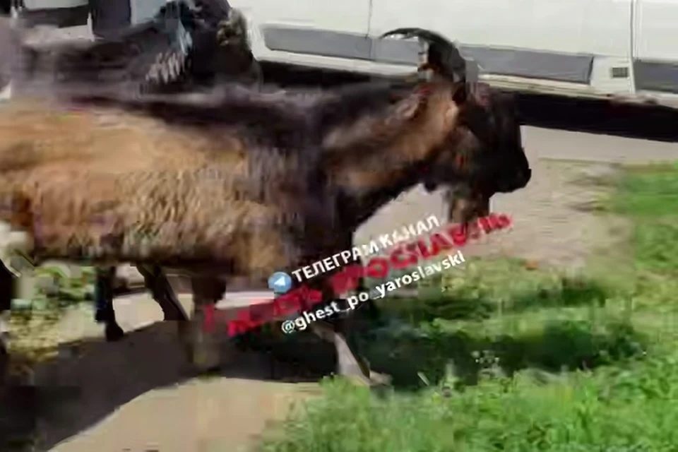 Козлы сумели уйти от погони. Фото: телеграм-канал Жесть Ярославль.