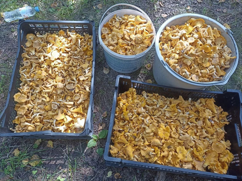 Фото подписчика группы «Грибы и грибники Рязанской области» (https://vk.com/gribi62).