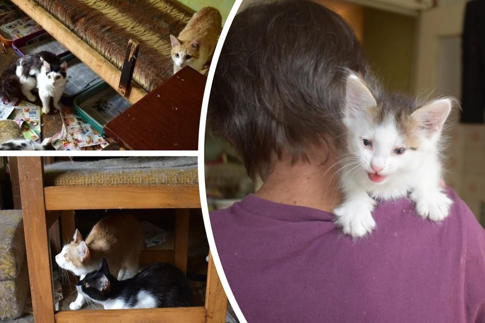 Кошки плодятся в квартире больше 10 лет. Фото: vk.com/animalium_54