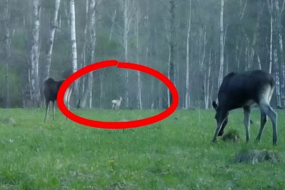 Кадр видео: нацпарк «Башкирия»